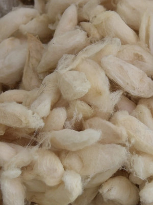 ERI SILK COCOON (1KG) ERI SILK COCOON (1KG)