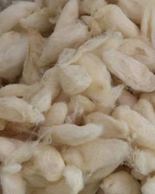 ERI SILK COCOON (1KG)
