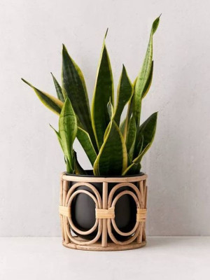 Bamboo Cane Planter Bamboo Cane Planter