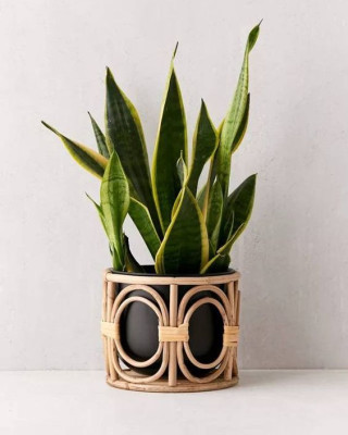 Bamboo Cane Planter